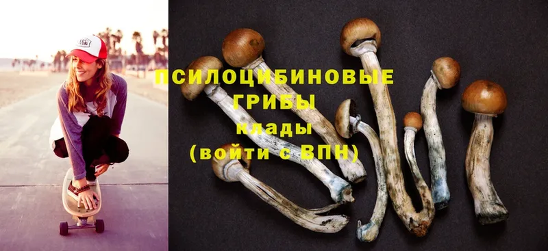 Галлюциногенные грибы Cubensis  Новопавловск 